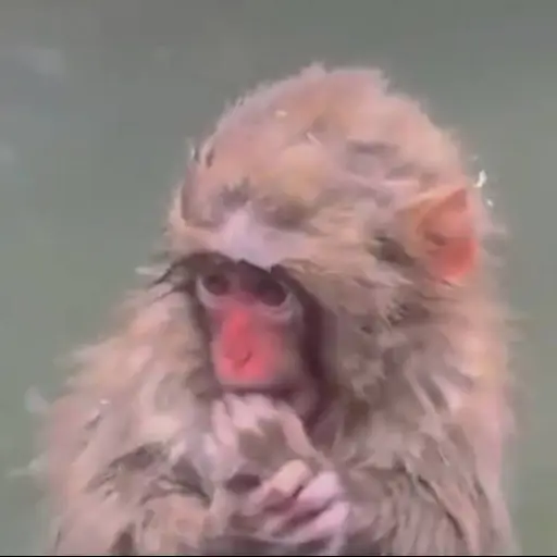 Punch vuelve a ser viral tras perder su peluche de orangután. ,Captura de pantalla video de X.