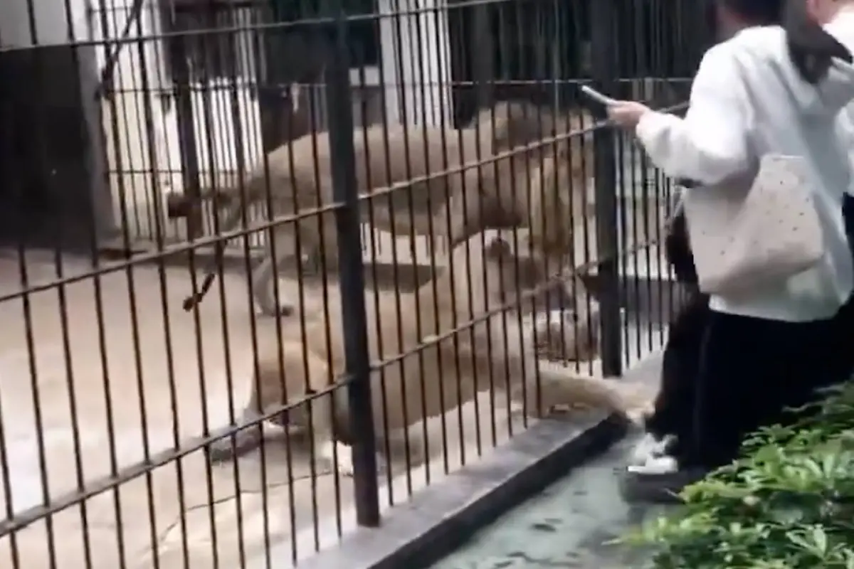 Impactante video capta a leona enganchando a niña por el pantalón en zoológico., Captura de pantalla video de X.