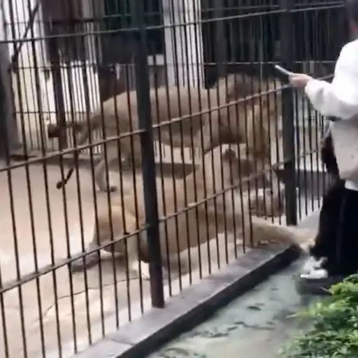 Impactante video capta a leona enganchando a niña por el pantalón en zoológico. ,Captura de pantalla video de X.
