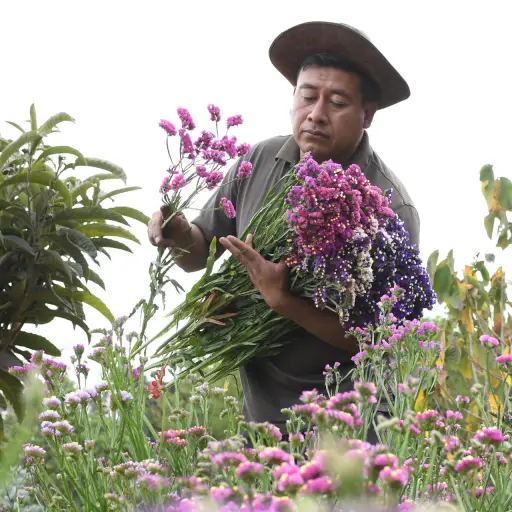 Edin Pérez recolecta flores de la especie Limonium sinuatum, conocida popularmente como 