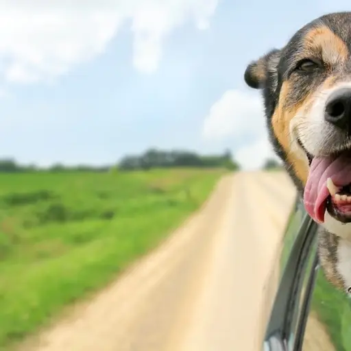 Mascotas vacaciones ,Redes sociales