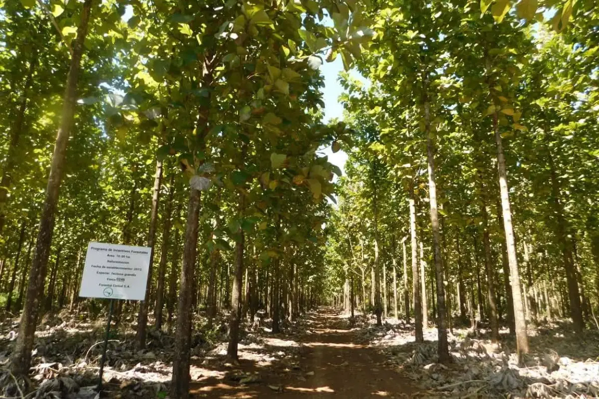 Bosques en Guatemala, INAB