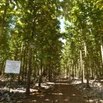 Día Internacional de los Bosques: las iniciativas que impulsa INAB para el manejo sostenible de bosquest