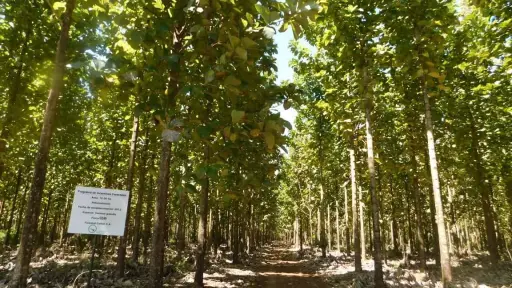 Día Internacional de los Bosques: las iniciativas que impulsa INAB para el manejo sostenible de bosques
