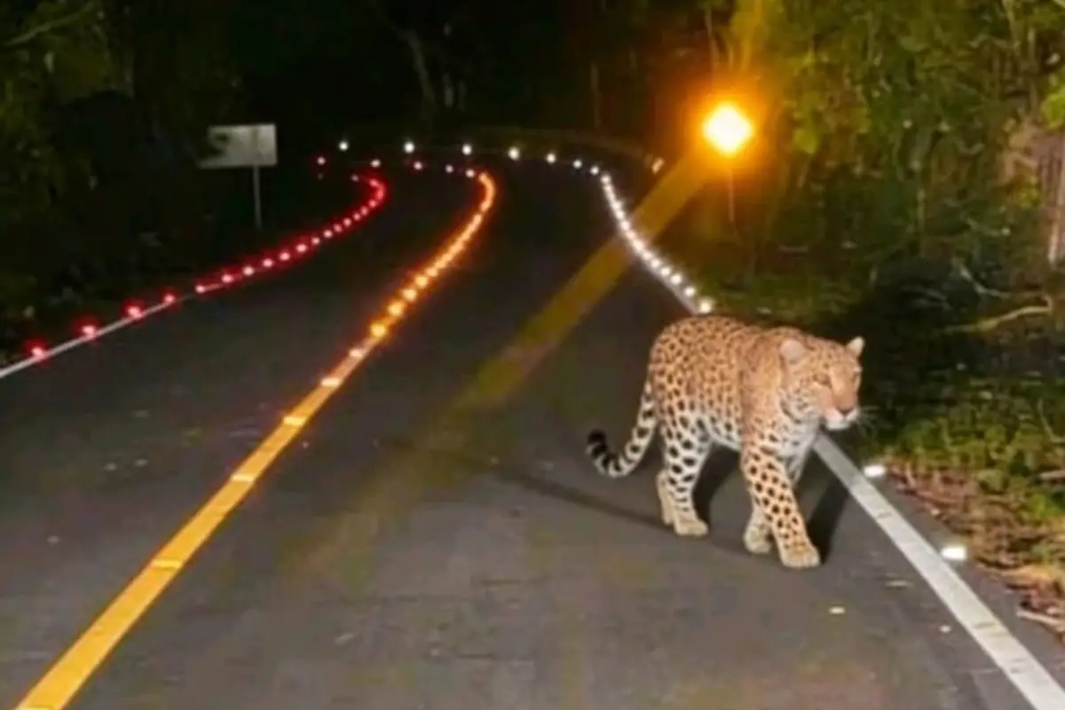 El ejemplar deambulaba por una carretera de Petén cuado fue fotografiado., Redes sociales.