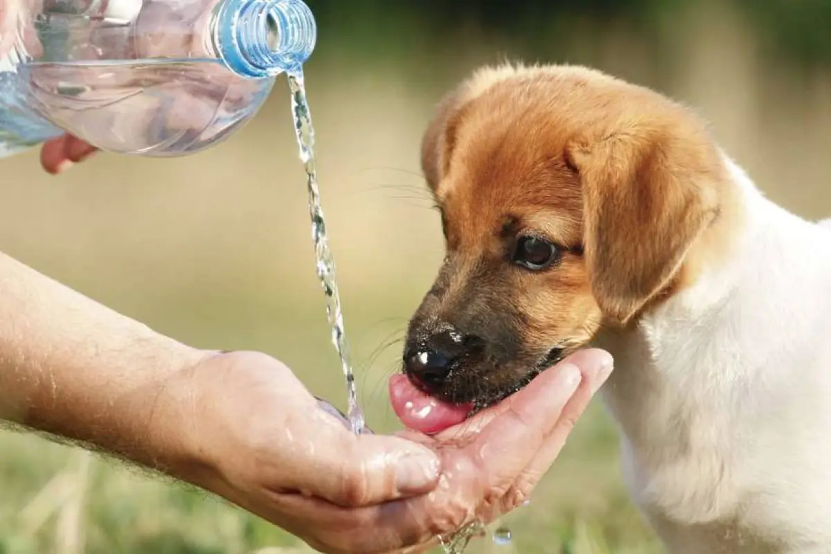 Un perro bebe agua pura., Ilustrativa de archivo: EFE