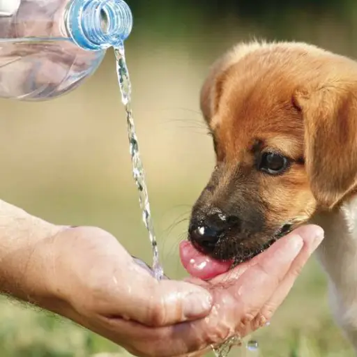 Un perro bebe agua pura. ,Ilustrativa de archivo: EFE