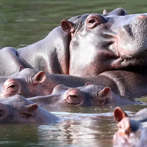 La invasión de hipopótamos en Colombia.  ,Redes sociales.