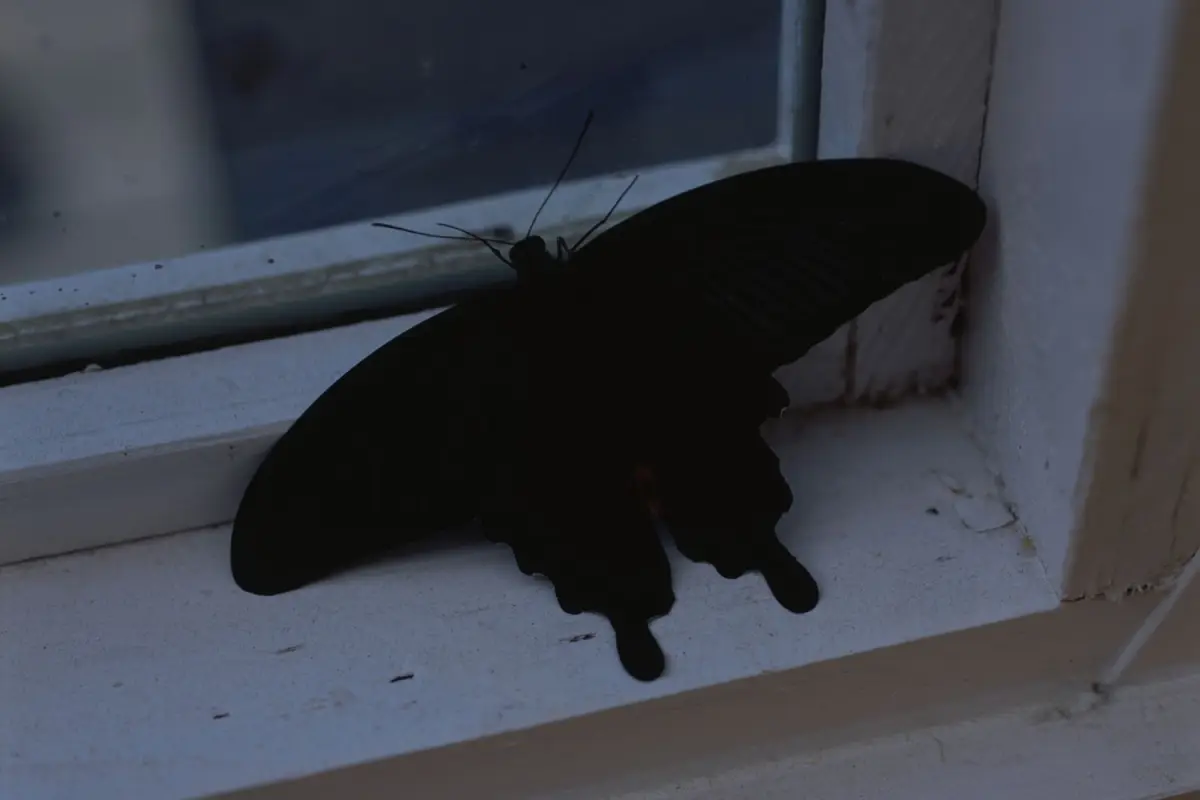 Mariposa negra, Mariposa negra