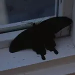 ¿Qué significa que una mariposa negra llegue a tu casa?t