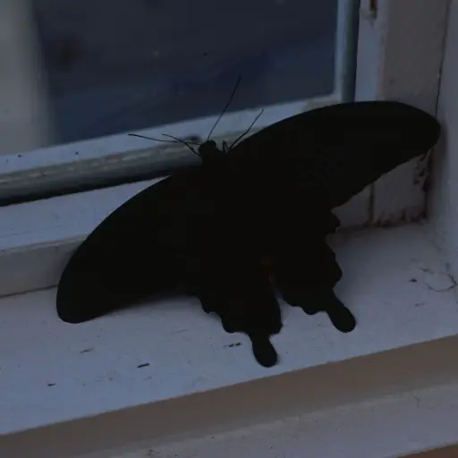 Mariposa negra ,Mariposa negra