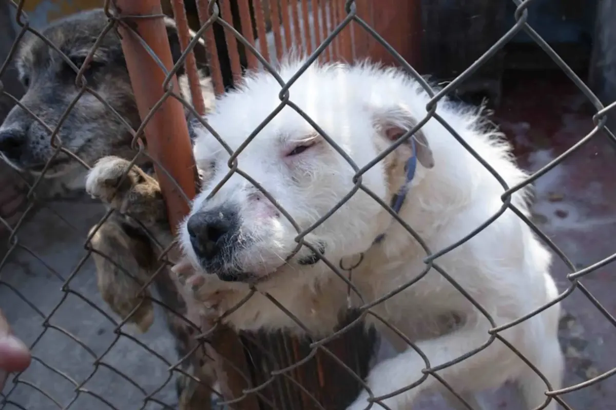 UBApp permitirá denunciar maltrato animal de forma fácil y segura en Guatemala., Redes sociales.