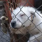 Lanzan app para denunciar maltrato animal en Guatemalat