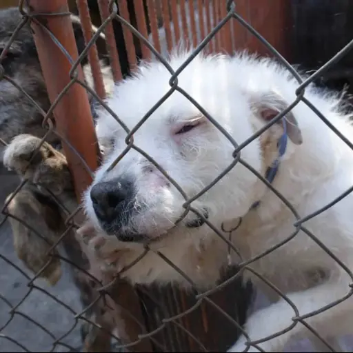 UBApp permitirá denunciar maltrato animal de forma fácil y segura en Guatemala. ,Redes sociales.