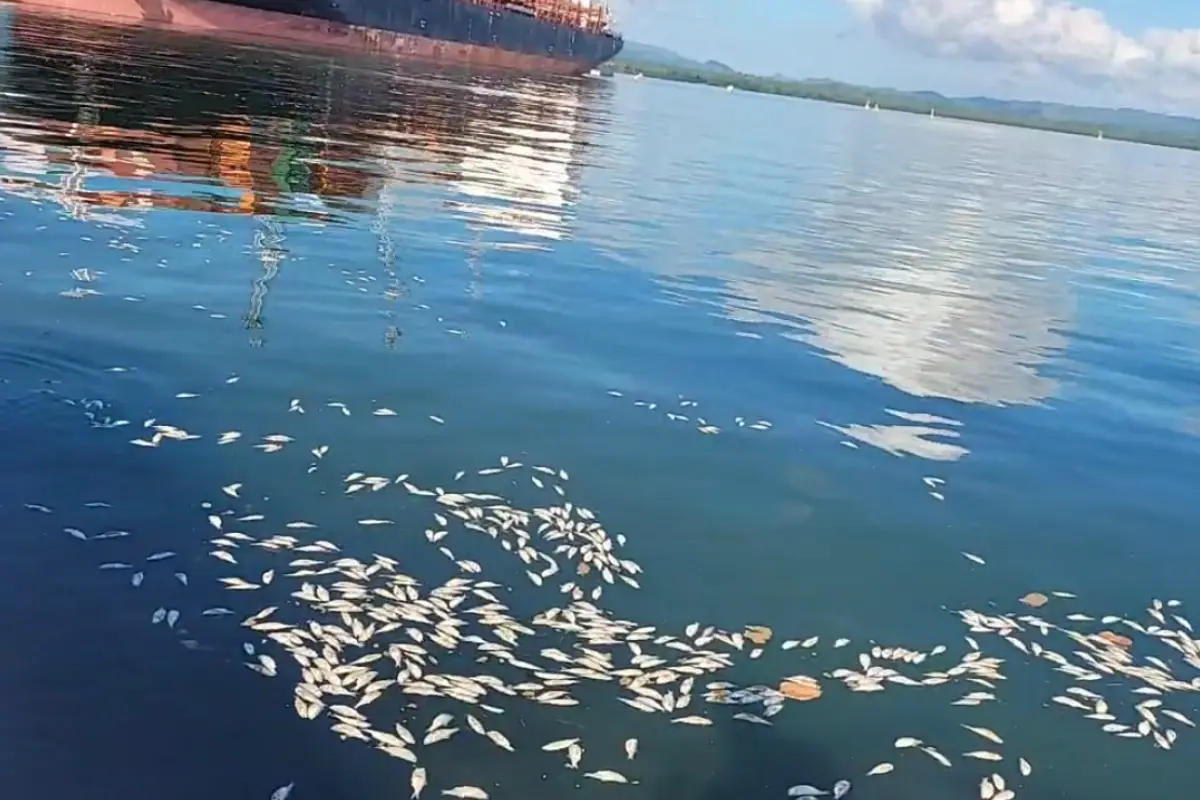 En redes sociales circularon imágenes que revelaron una alta mortalidad de peces., Redes sociales.