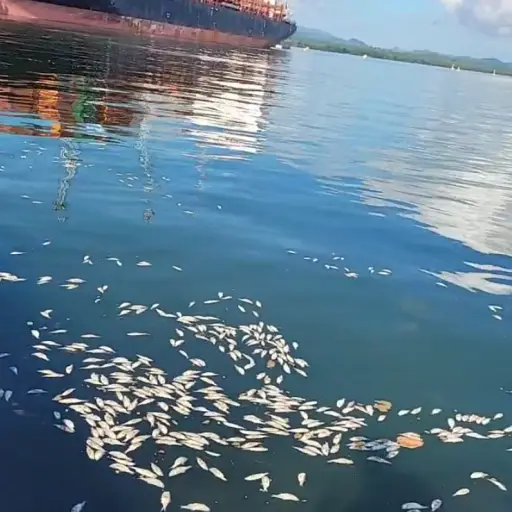 En redes sociales circularon imágenes que revelaron una alta mortalidad de peces. ,Redes sociales.