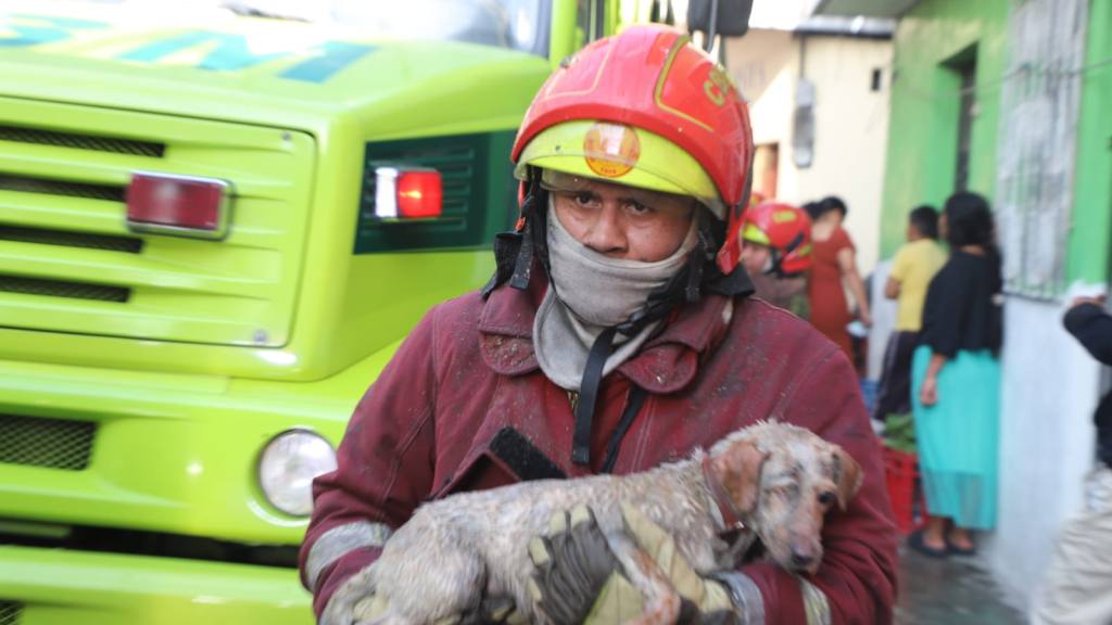 Perritos a salvo: Así fueron rescatados de un voraz incendio | Bomberos Municipales