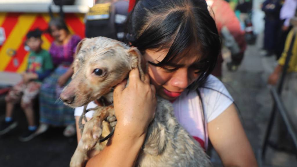 Perritos a salvo: Así fueron rescatados de un voraz incendio | Bomberos Municipales