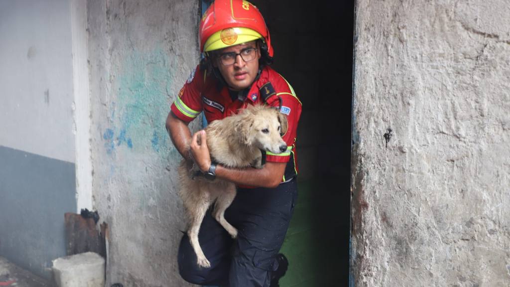 Perritos a salvo: Así fueron rescatados de un voraz incendio | Bomberos Municipales