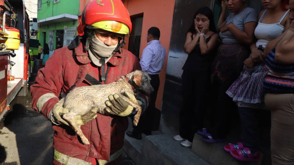 Perritos a salvo: Así fueron rescatados de un voraz incendio | Bomberos Municipales