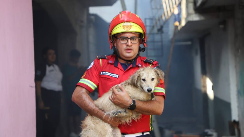 Perritos a salvo: Así fueron rescatados de un voraz incendio | Bomberos Municipales