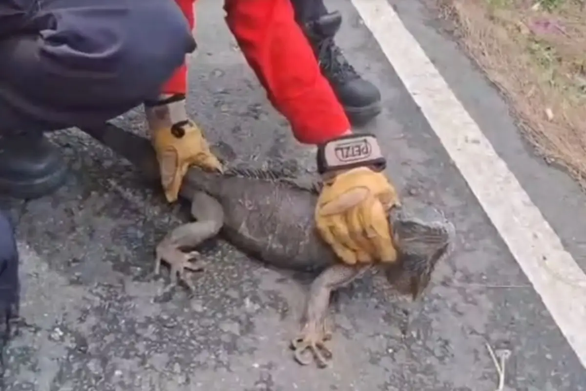 El reptil tomó por sorpresa a los residentes de la ruta al Atlántico. , Captura de pantalla.