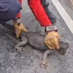 El reptil tomó por sorpresa a los residentes de la ruta al Atlántico.  ,Captura de pantalla.