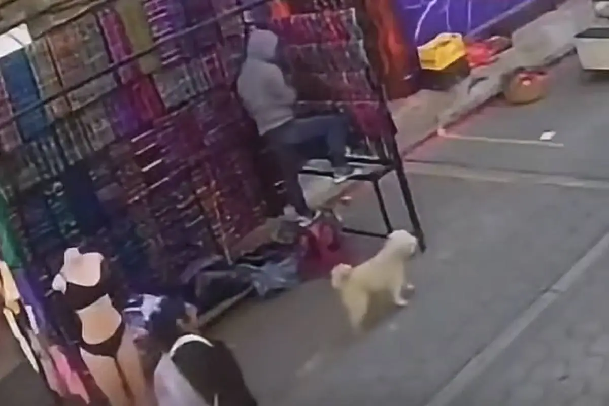 Mapy, el perro que fue brutalmente agredido., Redes sociales.