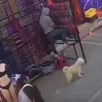 Indignación por video de hombre agrediendo a un perro en Sololát