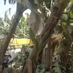 Accidente de avioneta ,Captura de pantalla video de Facebook.