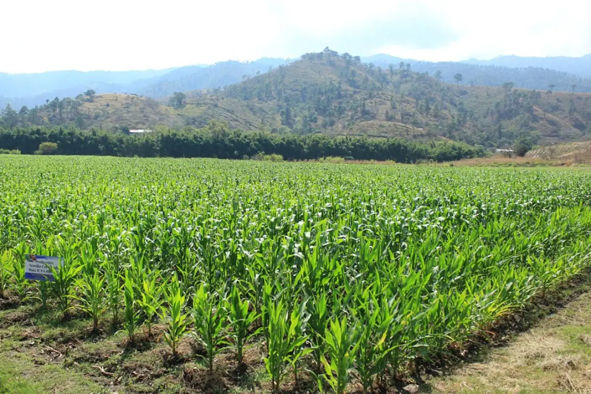 Temperaturas elevadas y sequía ponen en riesgo al agro nacional., MAGA. 