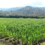 Altas temperaturas pondrían en riesgo cultivos en 145 municipios del paíst