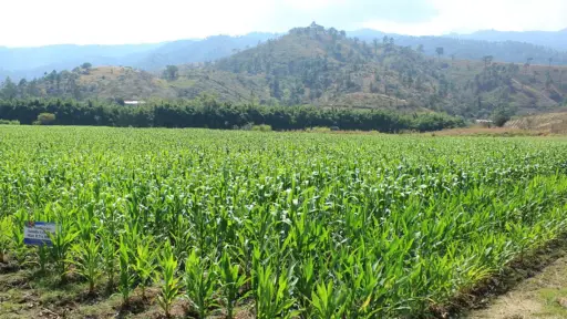 Temperaturas elevadas y sequía ponen en riesgo al agro nacional. ,MAGA. 