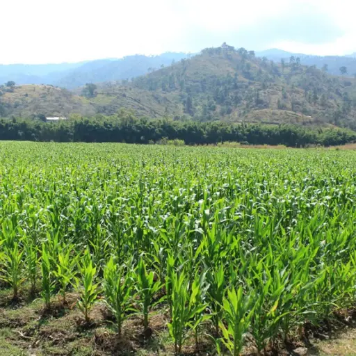 Temperaturas elevadas y sequía ponen en riesgo al agro nacional. ,MAGA. 