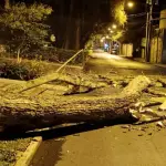Árbol se desploma y cae sobre área vehicular en zona 14t