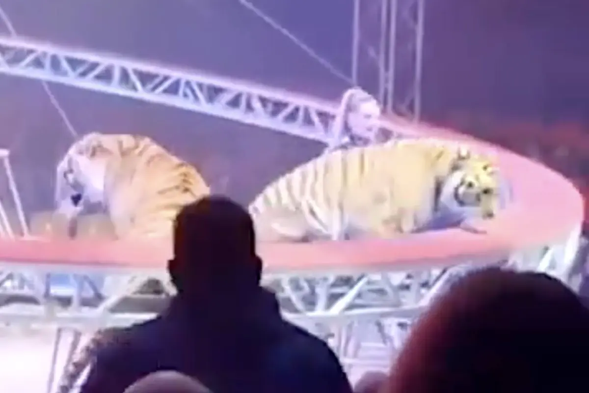 Momento de pánico en circo., Captura de pantalla video de X.