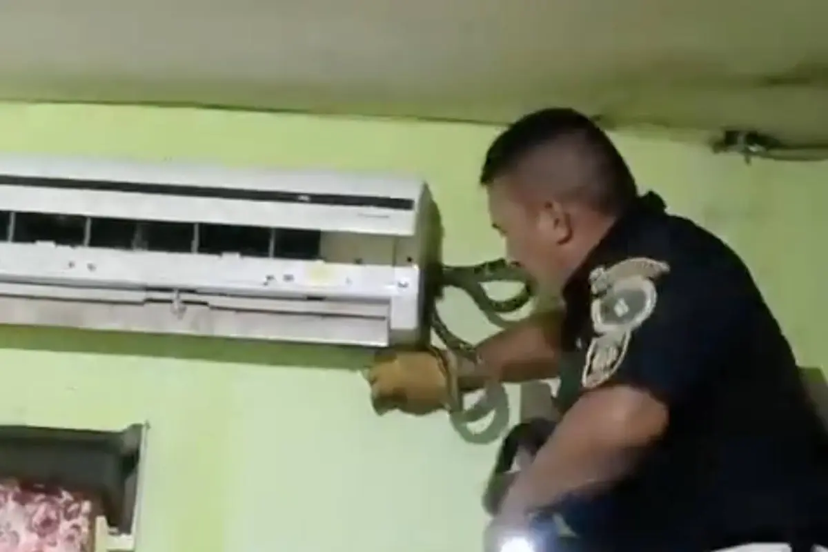 Video muestra rescate de serpiente en aire acondicionado., Captura de pantalla video de X.