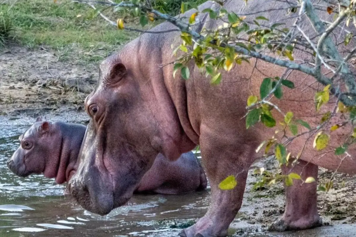 Hipopótamos en Colombia, EFE/ Vantara