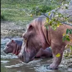 Hipopótamos en Colombia ,EFE/ Vantara