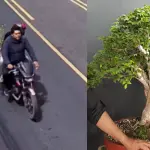 Robo de bonsái en avenida Las Américas ,