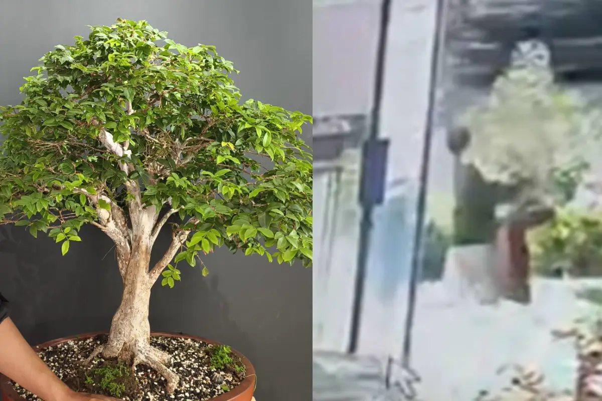 Robo bonsái jaboticaba en avenida Las Américas, 