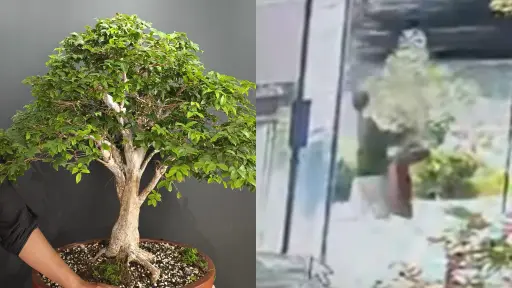 Robo bonsái jaboticaba en avenida Las Américas ,