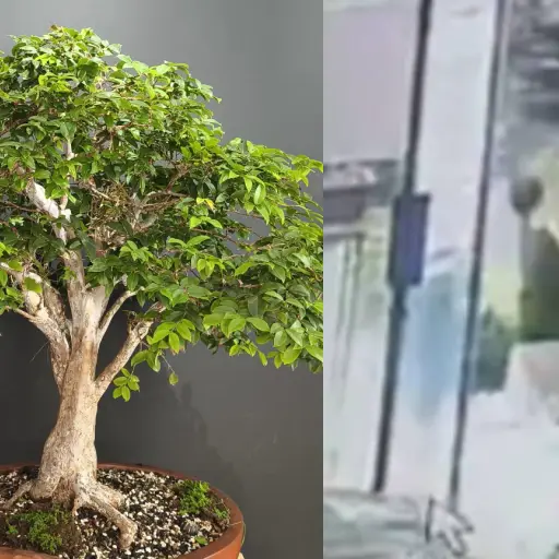 Robo bonsái jaboticaba en avenida Las Américas ,