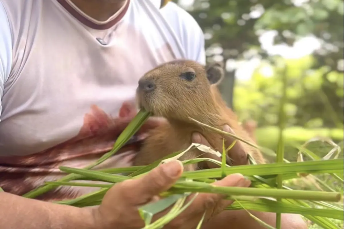 Influencer es enviado a prisión por tener fauna silvestre en cautiverio., Captura de pantalla video de Facebook.