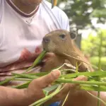 Capturan a famoso influencer que mantenía enjauladas 30 especies en peligro de extinciónt
