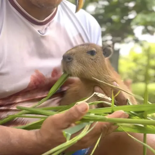 Influencer es enviado a prisión por tener fauna silvestre en cautiverio. ,Captura de pantalla video de Facebook.