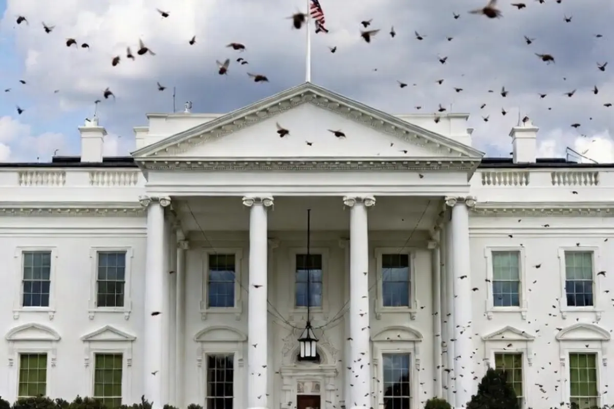 El extraño fenómeno de abejas que sorprendió en la Casa Blanca., Redes sociales.