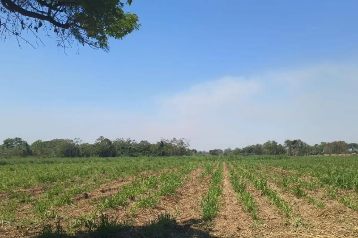 Autoridades señalan efectos en cultivos por altas temperaturas., Gobierno de Guatemala