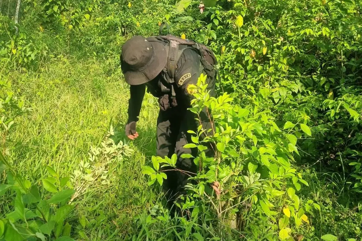 Agentes antinarcóticos se encargaron de incinerar los arbustos de coca en Alta Verapaz., Ministerio de Gobernación.