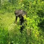 Agentes antinarcóticos se encargaron de incinerar los arbustos de coca en Alta Verapaz. ,Ministerio de Gobernación.